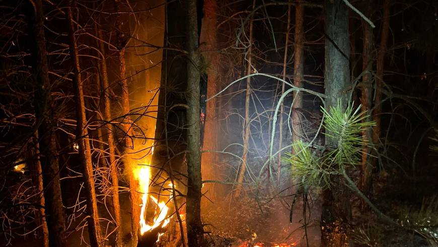 ASSISTENZEINSATZ BEI WALDBRAND IN NEUSIEDL