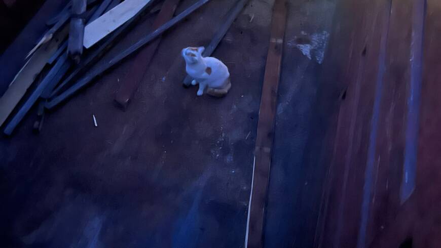 Tierrettung auf der Wertstoffsammelstelle