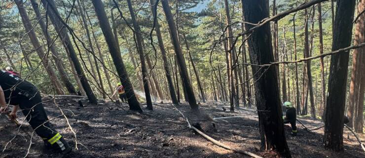 Waldbrand in Waldegg