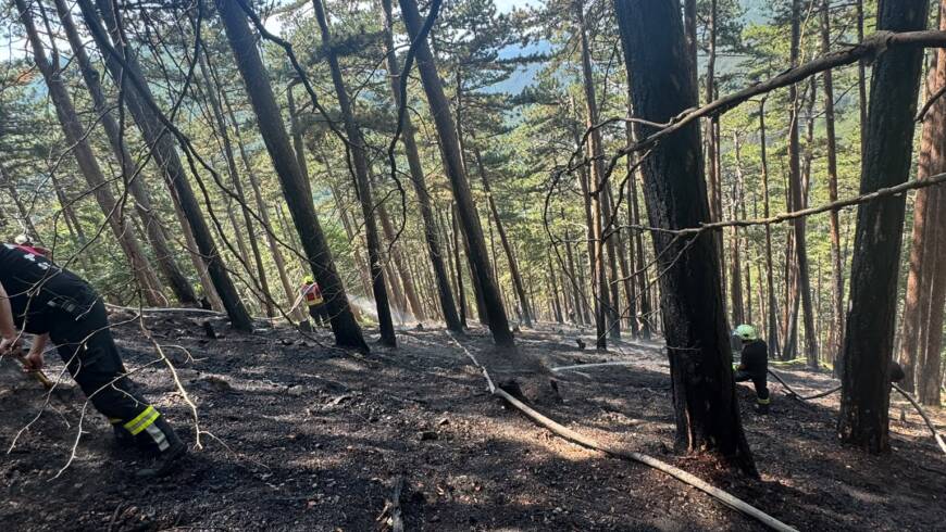 Waldbrand in Waldegg
